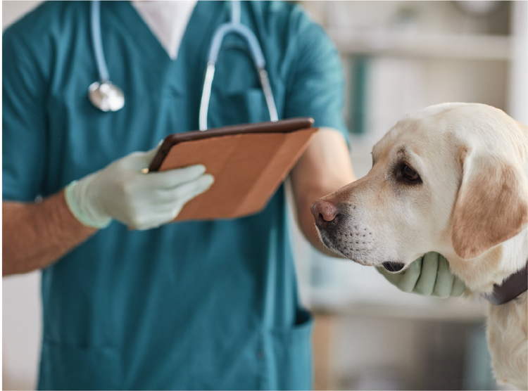Elanco Vets | br